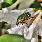 Rosenkäfer auf Rhododendron