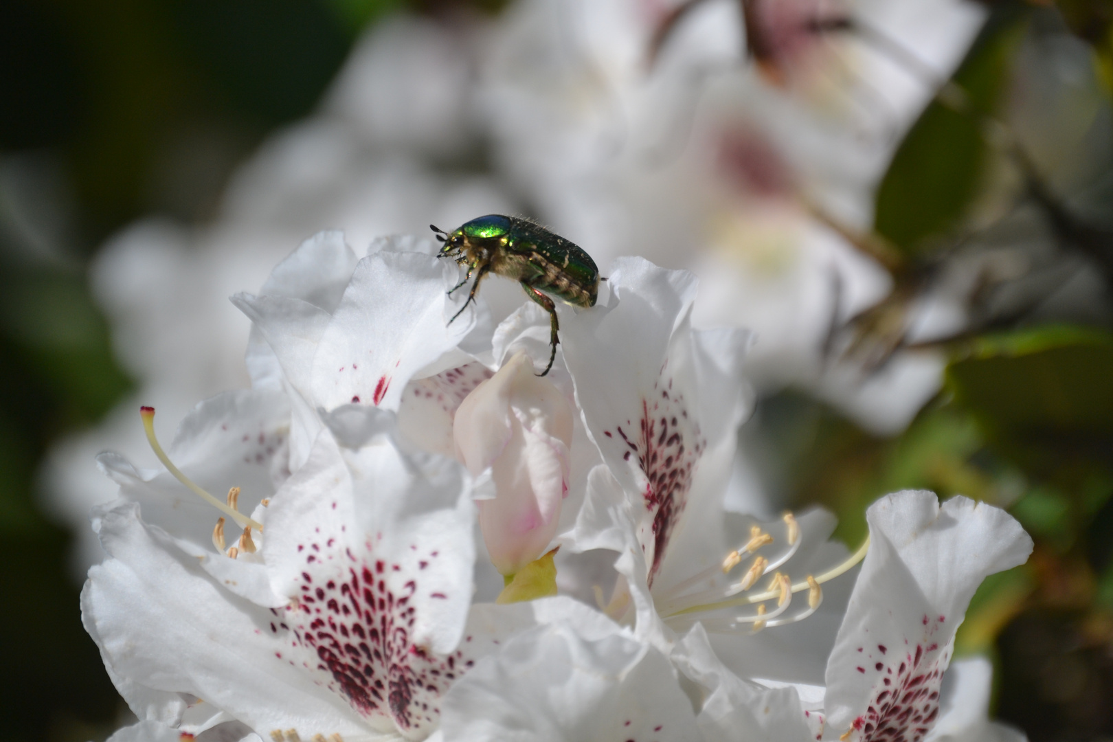 Rosenkäfer auf Rhodoendron