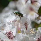 Rosenkäfer auf Rhodoendron