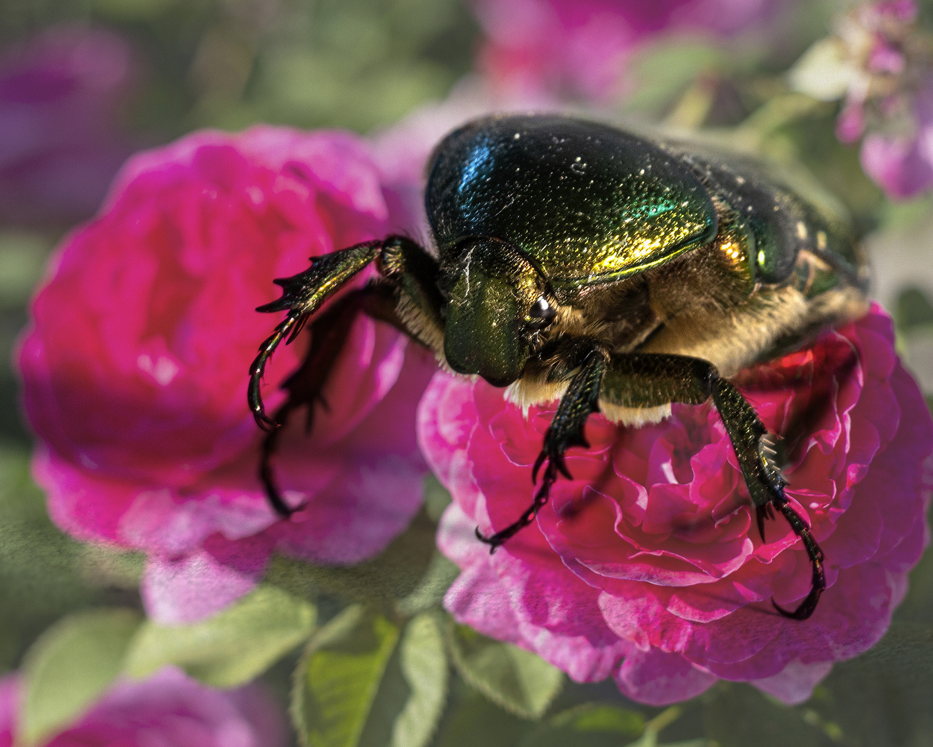 Rosenkäfer auf Rose_IMG_4938_IG