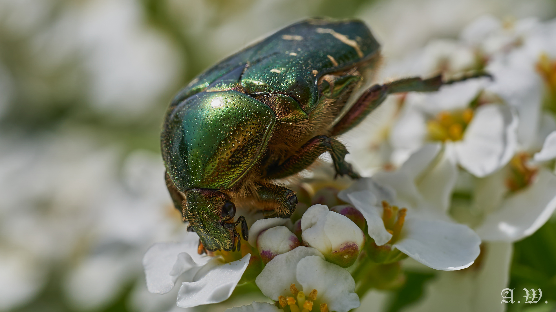 Rosenkäfer auf Schleifenblumen