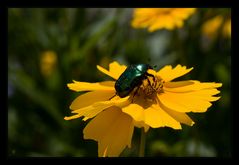 Rosenkäfer auf Sonnenbraut