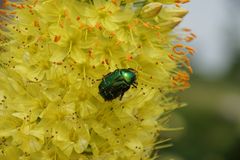 Rosenkäfer auf Steppenkerze