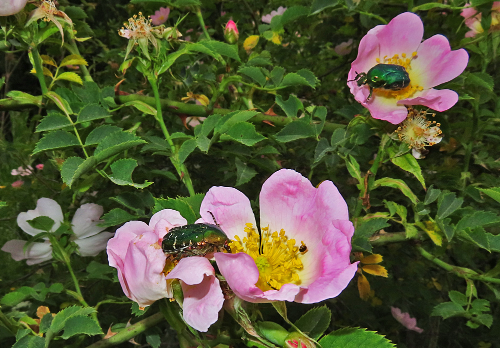 Rosenkäfer auf Wildrosen