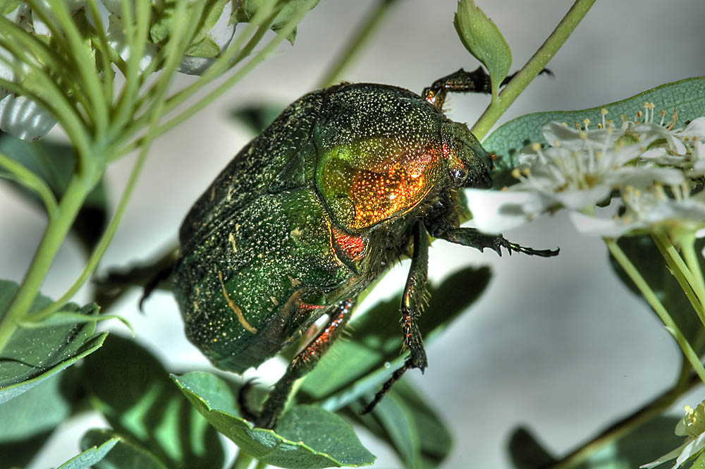 Rosenkäfer von steba 