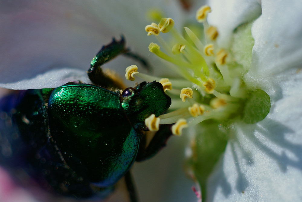 Rosenkäfer beim Abfressen von Staubgefäßen