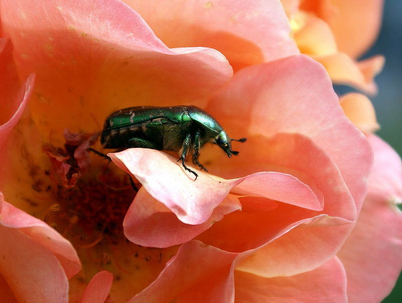 Rosenkäfer beim Naschen