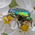 Rosenkäfer beim Pollen naschen