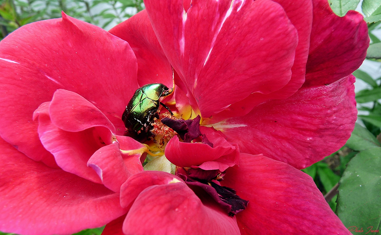 Rosenkäfer beim schlemmen