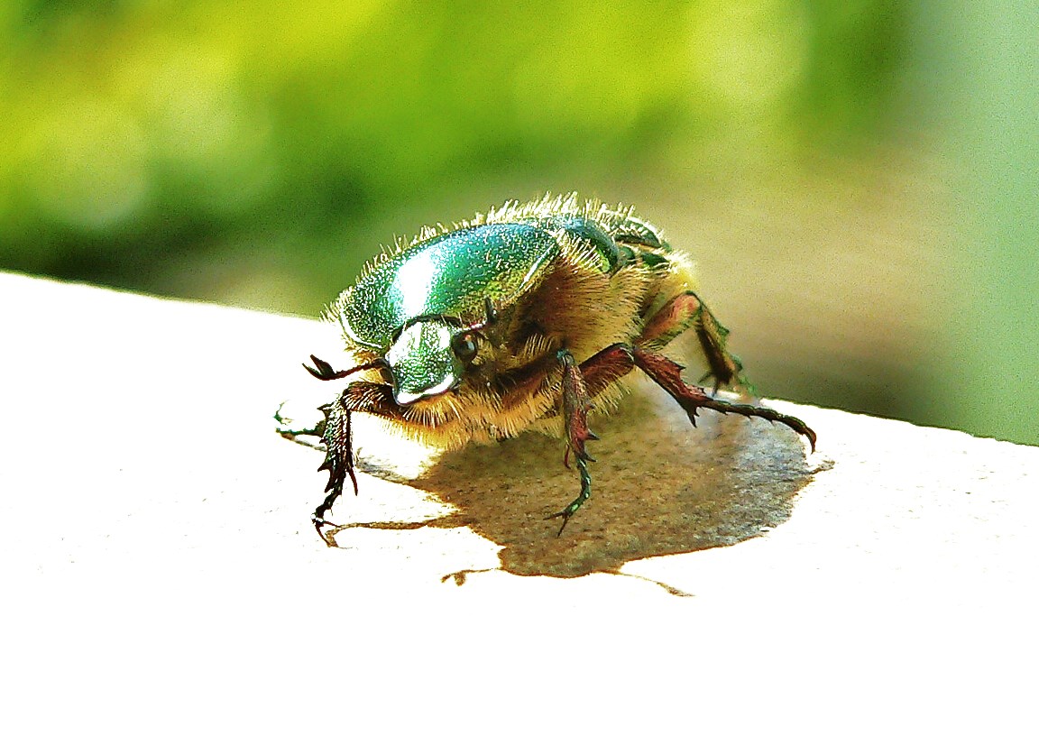 Rosenkäfer Besuch auf Balkonien (mit Blickkontakt)