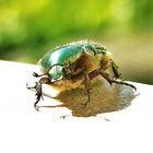 Rosenkäfer Besuch auf Balkonien (mit Blickkontakt)