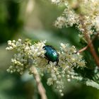 Rosenkäfer besucht Mädesüß