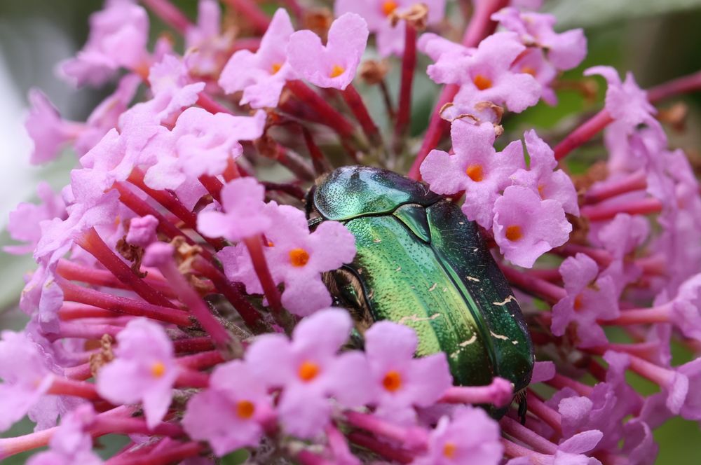 Rosenkäfer Foto & Bild tiere, wildlife, insekten Bilder auf