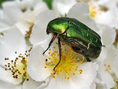 Rosenkäfer (Cetonia aurata)