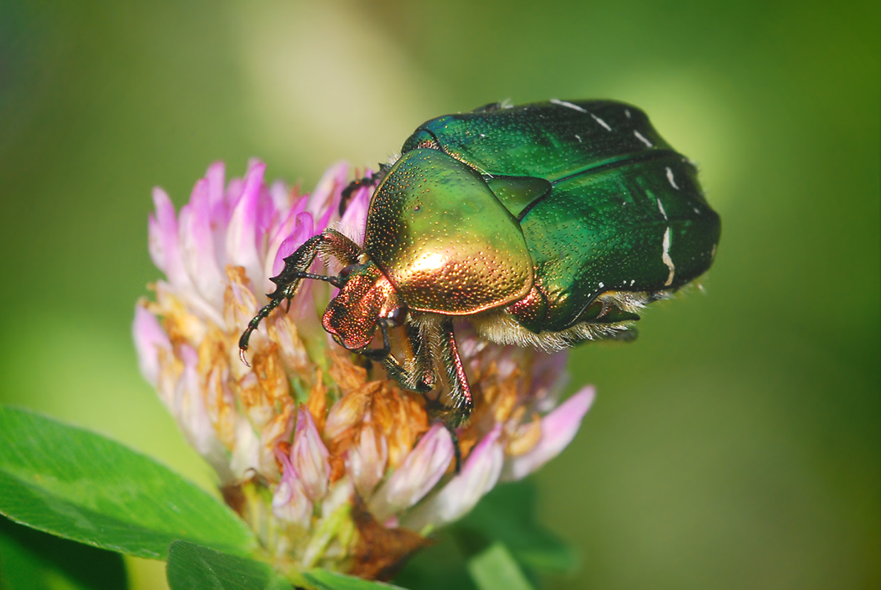 Rosenkäfer (Cetonia aurata)