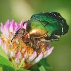 Rosenkäfer (Cetonia aurata)