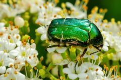 Rosenkäfer (Cetonia aurata)