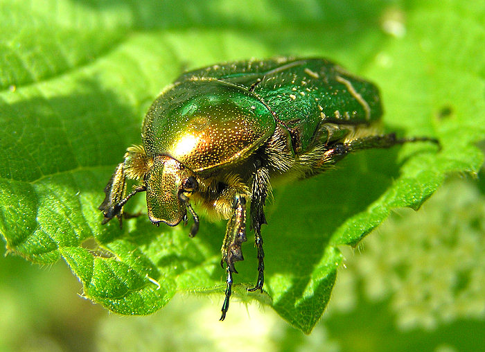 Rosenkäfer (Cetonia aurata)