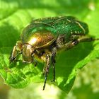 Rosenkäfer (Cetonia aurata)