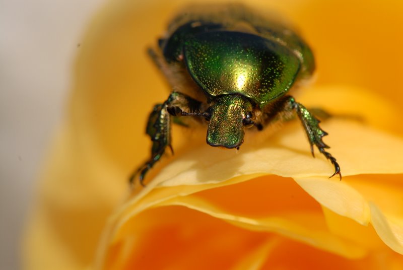 Rosenkäfer (Cetonia aurata)