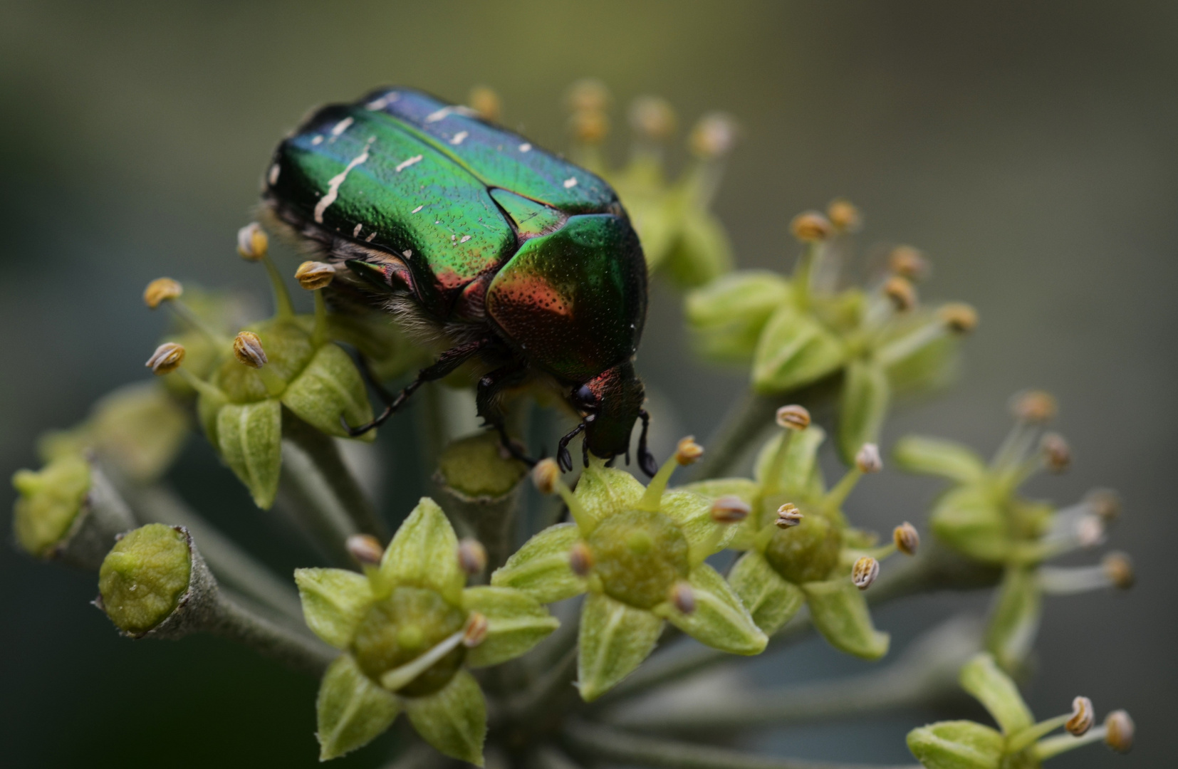 Rosenkäfer - Cetonia aurata auf Efeublüte 3