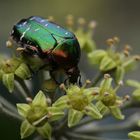 Rosenkäfer - Cetonia aurata auf Efeublüte 3