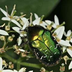 Rosenkäfer - Cetonia aurata