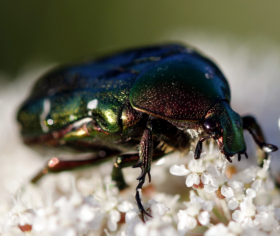 Rosenkäfer (Cetonia aurata)