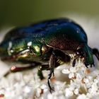 Rosenkäfer (Cetonia aurata)