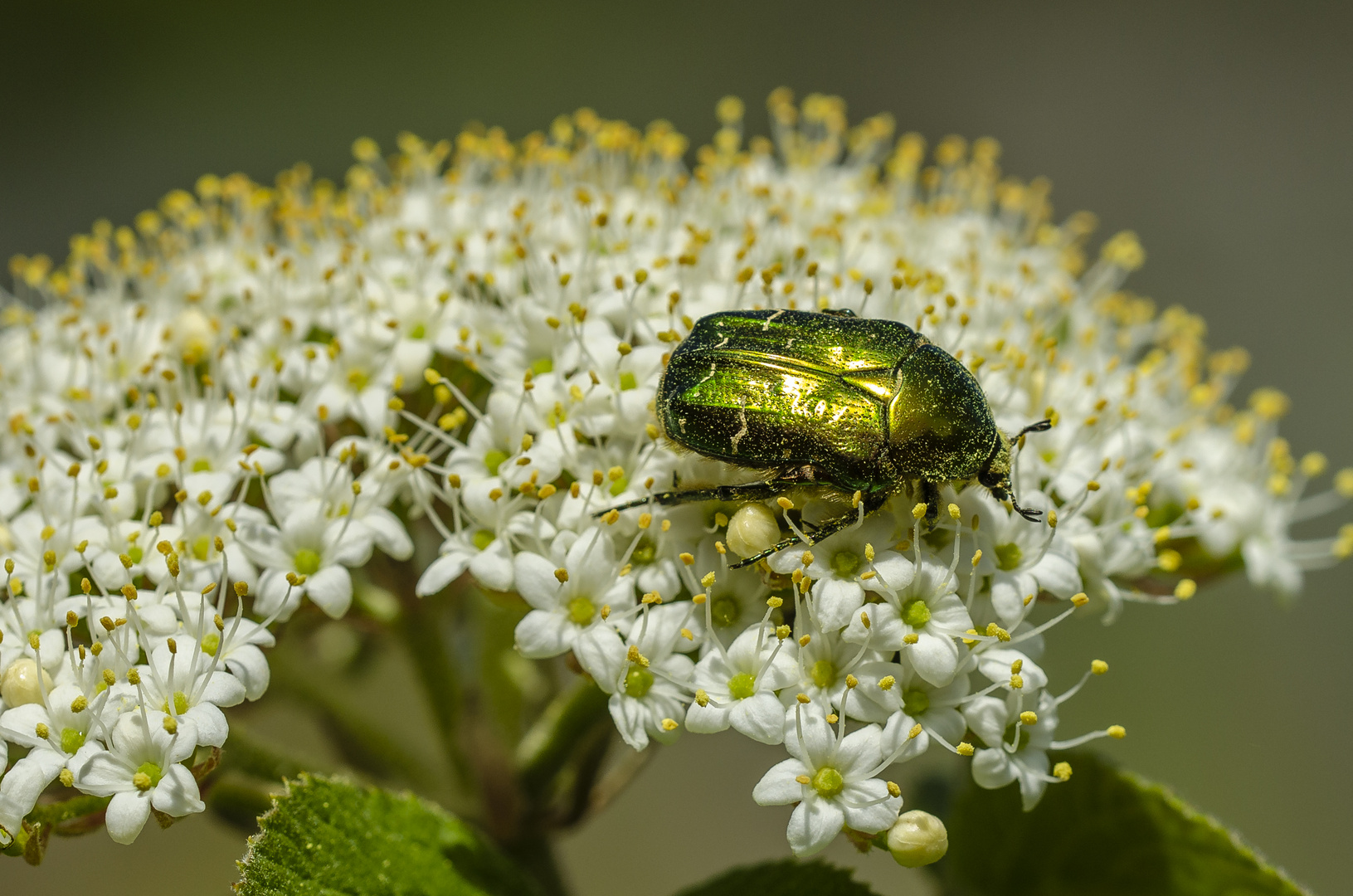 Rosenkäfer (Cetonia aurata)