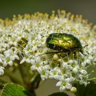 Rosenkäfer (Cetonia aurata)