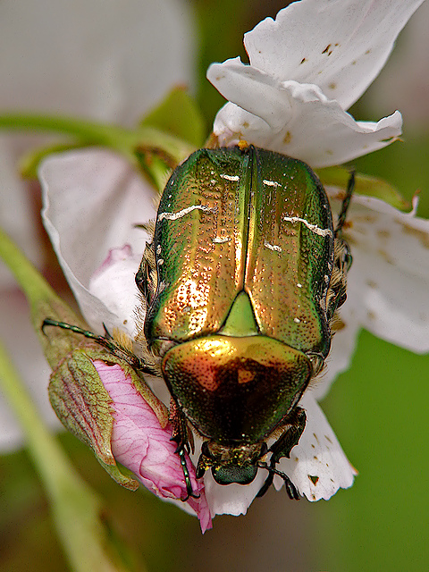 Rosenkäfer (cetonia aurata)