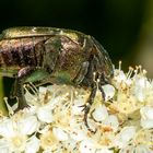 Rosenkäfer (Cetonia-Protaetia indet.)