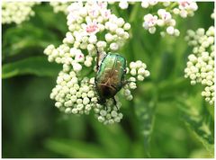 Rosenkäfer (Cetoniinae)