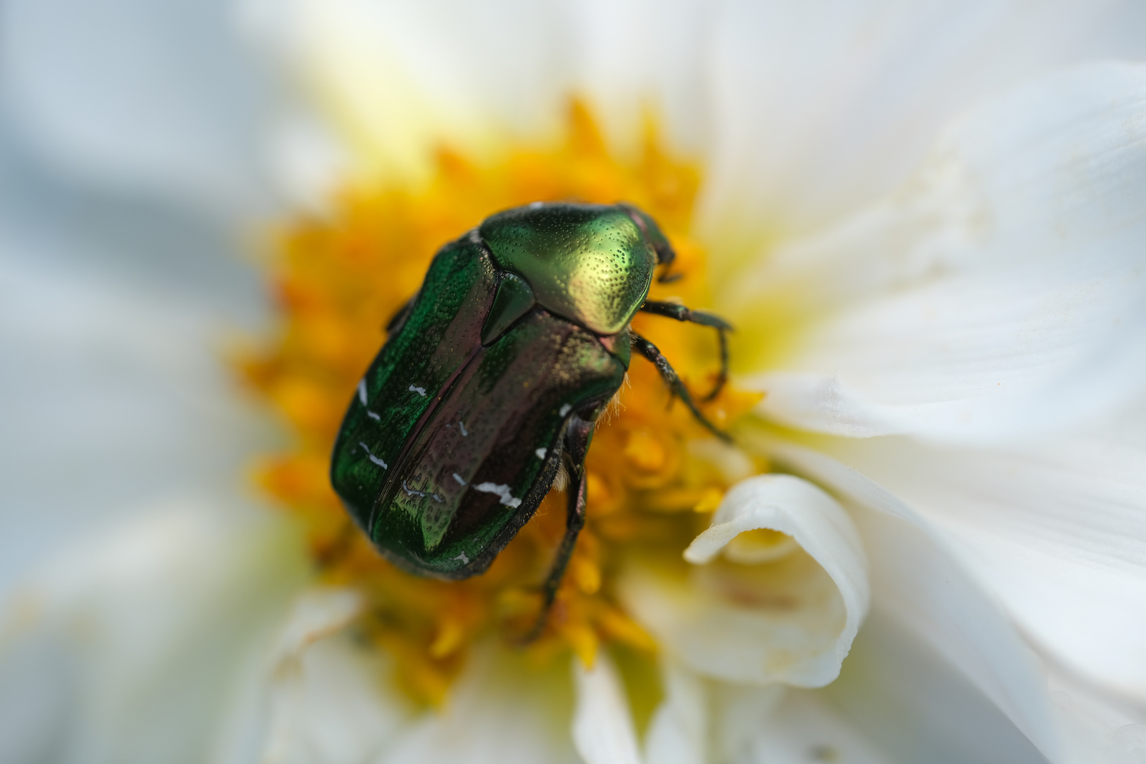 Rosenkäfer (Cetoniinae) auf weißer Päonien Dahlie (Dahlia)