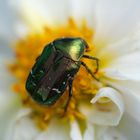 Rosenkäfer (Cetoniinae) auf weißer Päonien Dahlie (Dahlia)