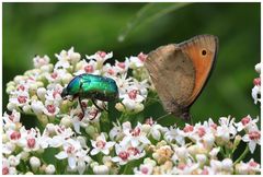 Rosenkäfer (Cetoniinae)...