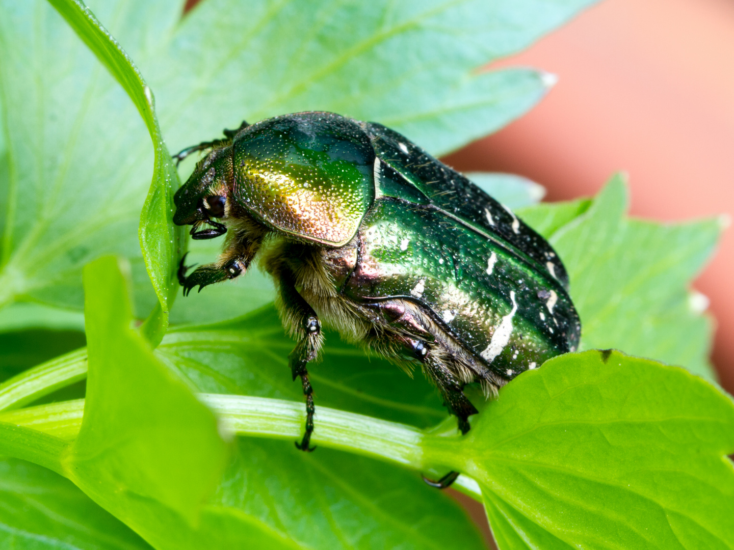 Rosenkäfer