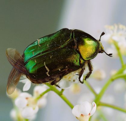 Rosenkäfer