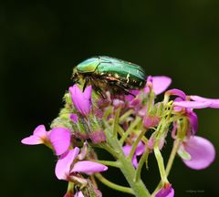 Rosenkäfer