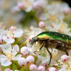 Rosenkäfer geht fremd