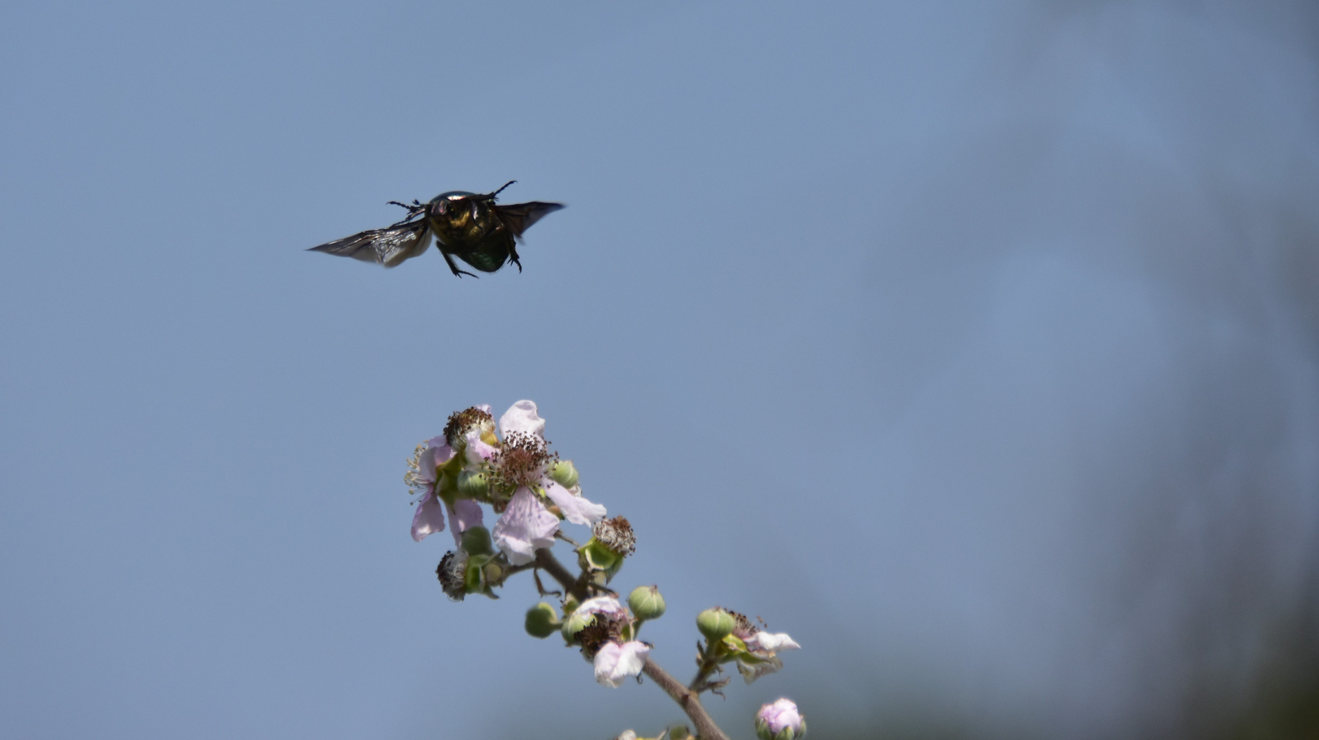 Rosenkäfer im Abflug