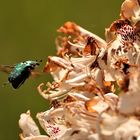 Rosenkäfer im Anflug