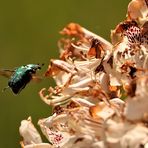 Rosenkäfer im Anflug