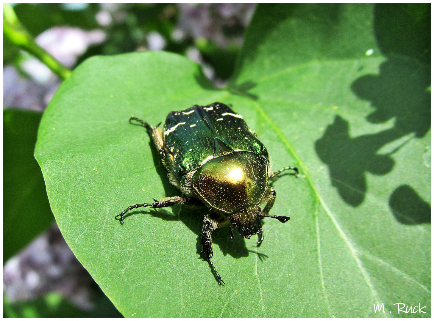 Rosenkäfer im Garten entdeckt !