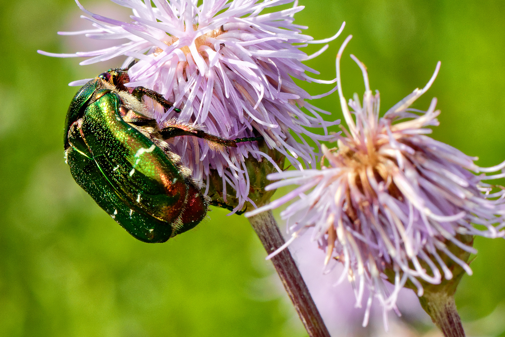 Rosenkäfer im Koblenzer Stadtwald