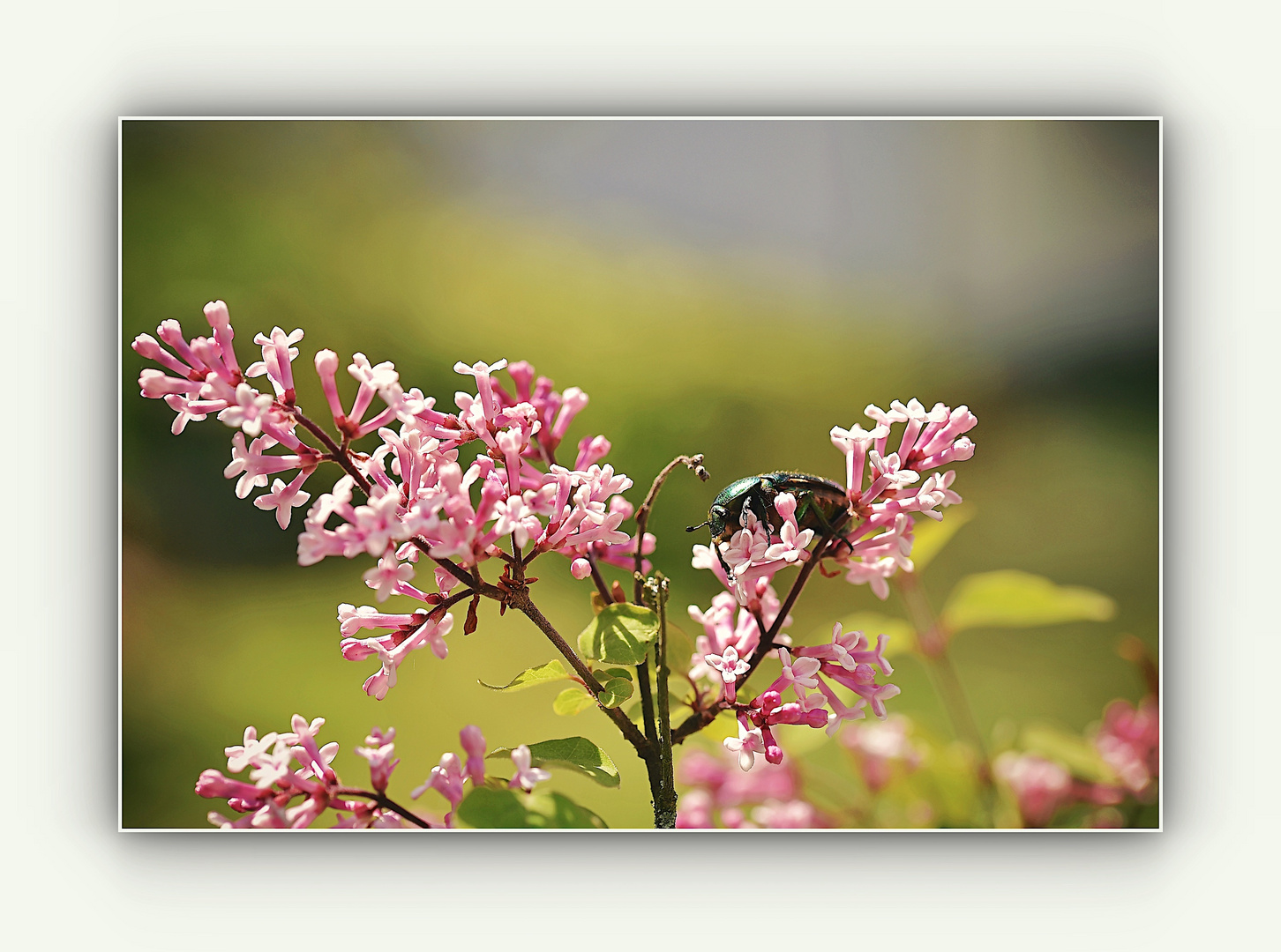 Rosenkäfer Im Zwergflieder