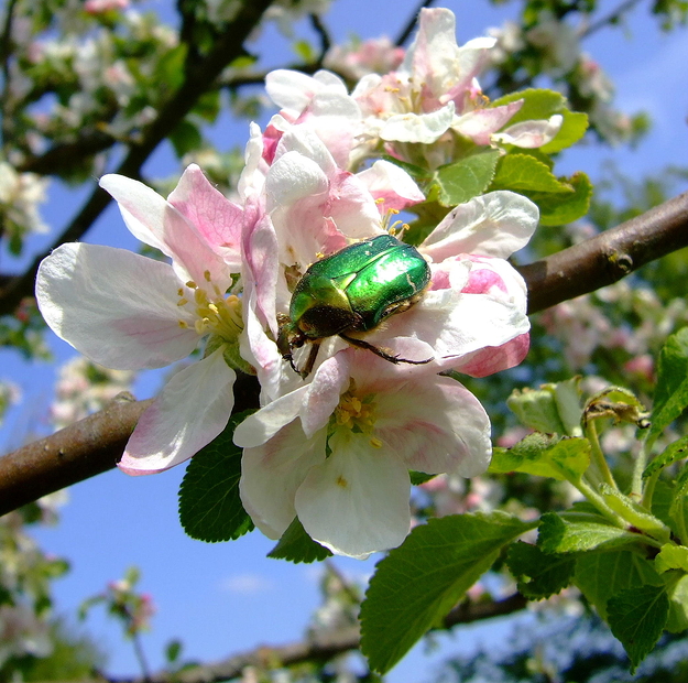 Rosenkäfer in Apfelblüte