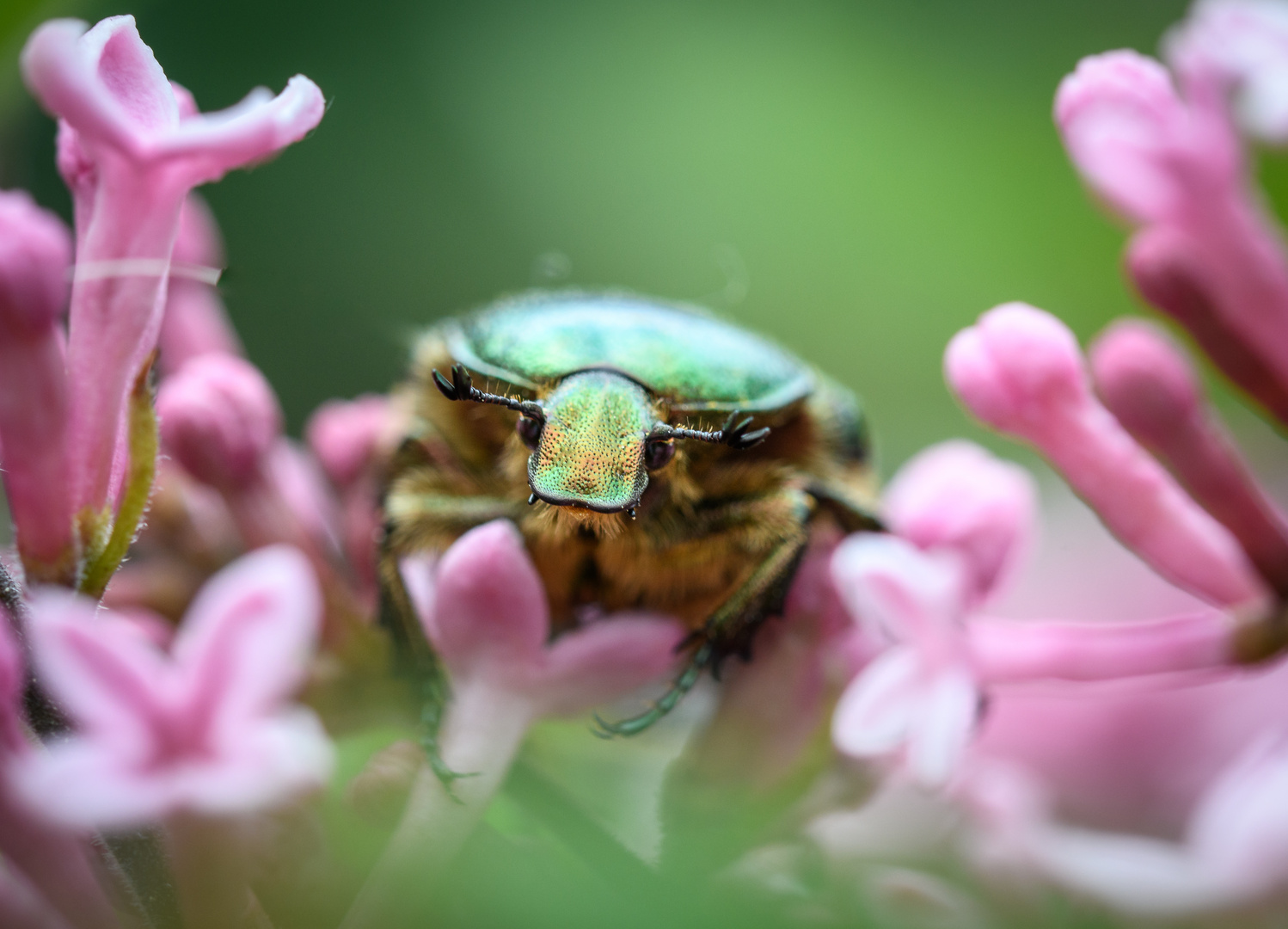 Rosenkäfer in Fliederblüten