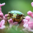 Rosenkäfer in Fliederblüten